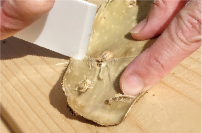 桑の木の皮から柔らかい繊維だけを使います
