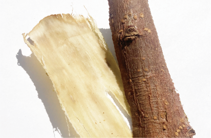 桑の木の皮からはずした柔らかい繊維と外皮