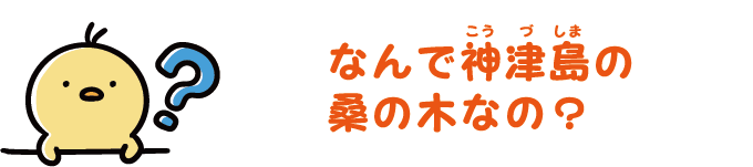 なんで神津島の桑の木なの？